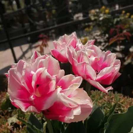 호텔 Trakia Garden