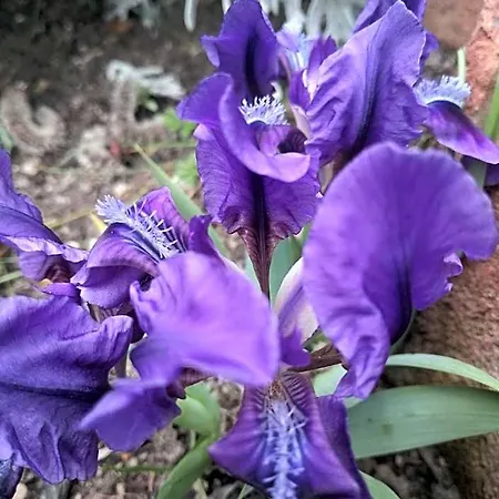 Trakia Garden 호텔