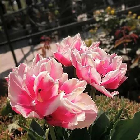 Trakia Garden
