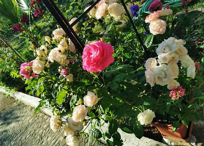 Trakia Garden ホテル サニービーチ