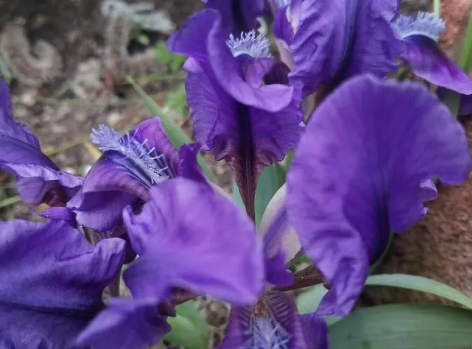 ホテル Trakia Garden