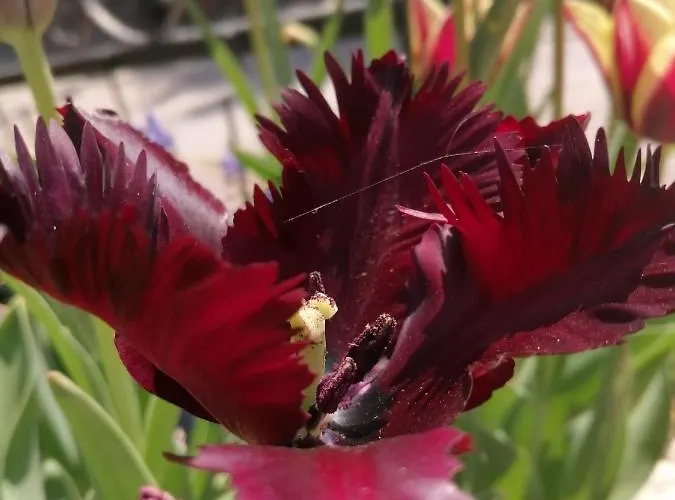 Trakia Garden ホテル