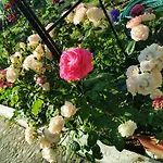 Trakia Garden Hotel Sunny Beach