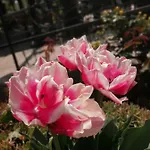 Hotel Trakia Garden